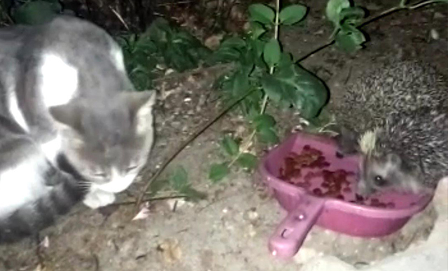 Kedisi için bıraktığı mamaları kirpiler yedi