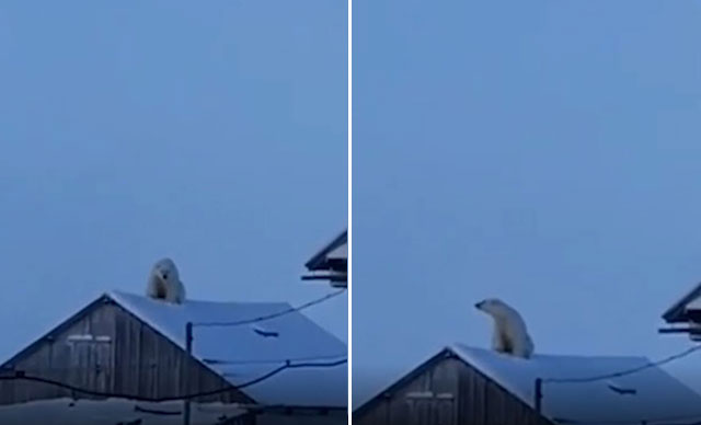 Rusya’da kutup ayısı, evin çatısına çıktı
