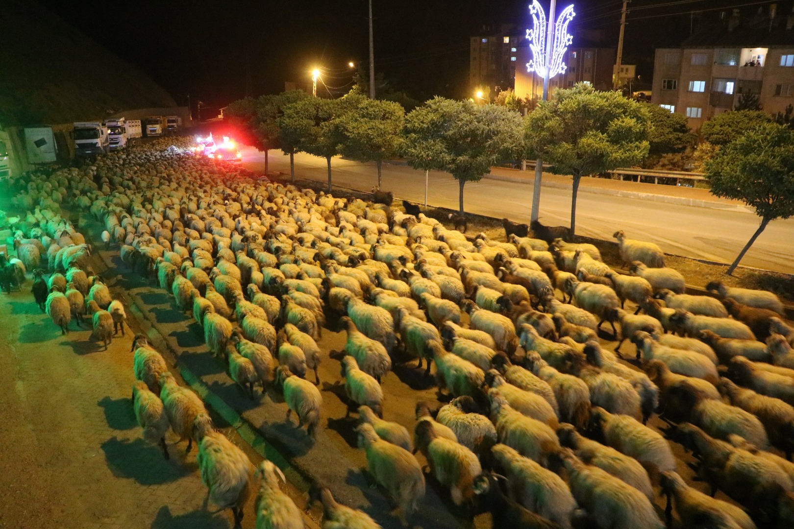 Hakkari-Van yolunda polis eskortluğunda 10 bin koyun geçişi