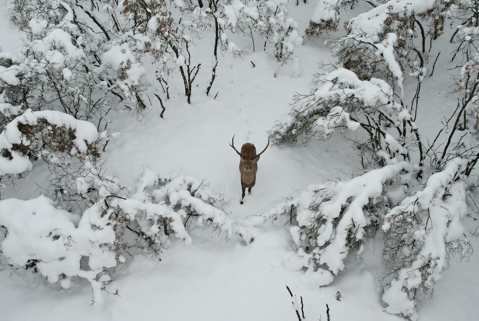 Kampüsteki kızıl geyikler beyaz örtüde;  o anlar dronla görüntülendi