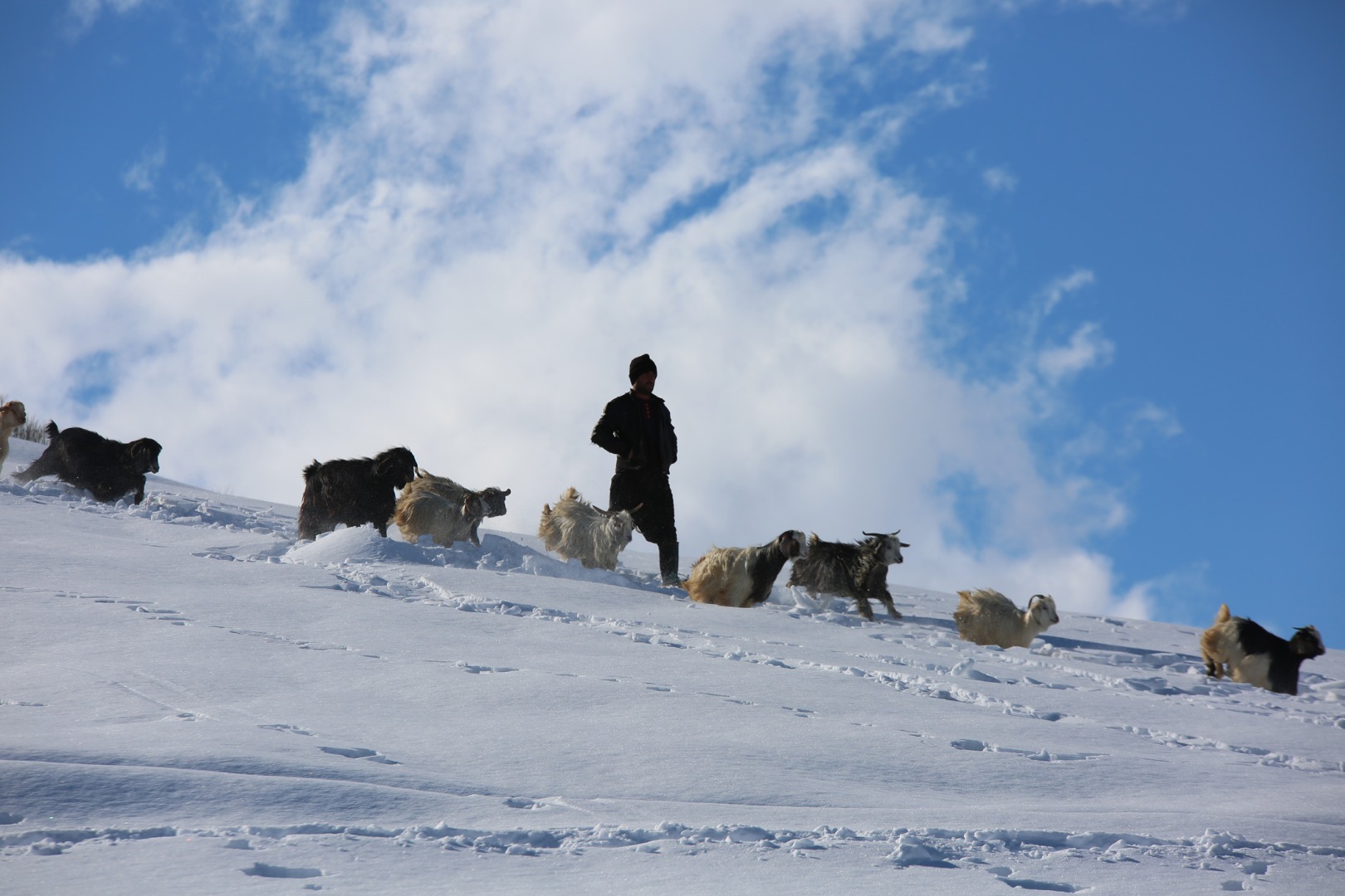 Munzur Dağı eteğinde, keçilerin karda zorlu yolculuğu