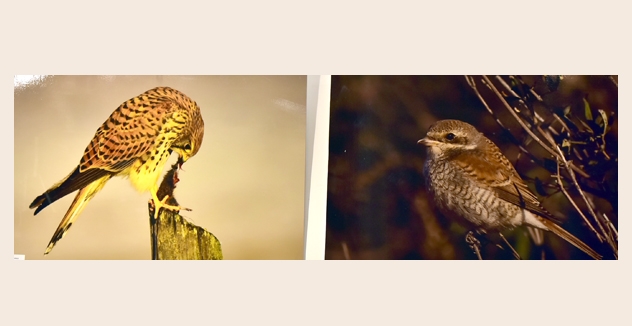 PENDİK’İN KUŞLARI FOTOĞRAF KARELERİNDE