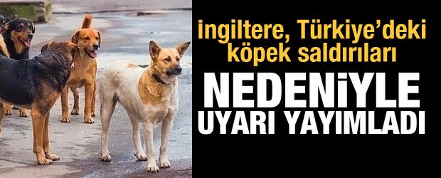 İngiltere, Türkiye'deki köpek saldırıları nedeniyle uyarı yayımladı