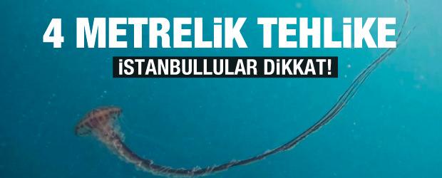 İstanbul’da 4 metrelik zehirli denizanası paniği