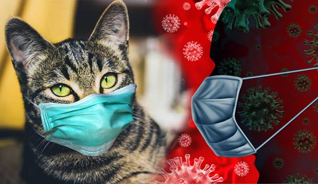 KKTC’de ilk kez insandan evcil hayvana koronavirüs bulaştı
