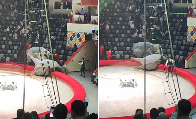 Rusya’da sirkte filler birbirine girdi: İzleyenler böyle kaçtı