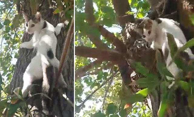 Sahibinin ağaçtaki kediyi Ege şivesiyle kurtarma çabası, gülümsetti